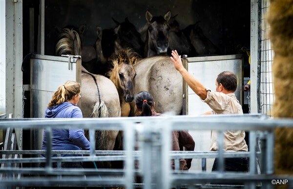 https://www.geenstijl.nl/5148985/foto-s-konikpaarden-op-transport-naar-het-oosten/
