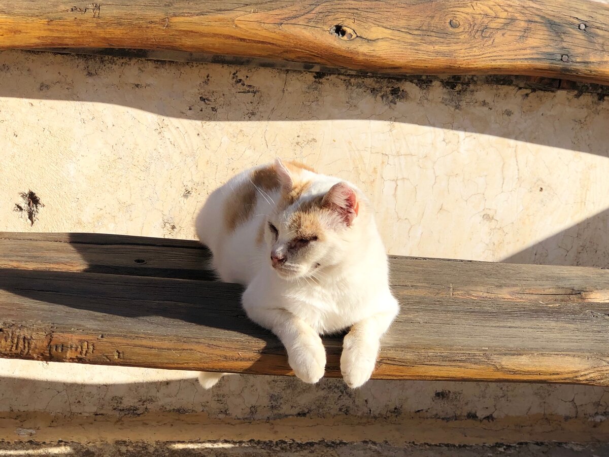 Это, конечно, не героиня рассказа, а познавший дзен монастырский греческий кот