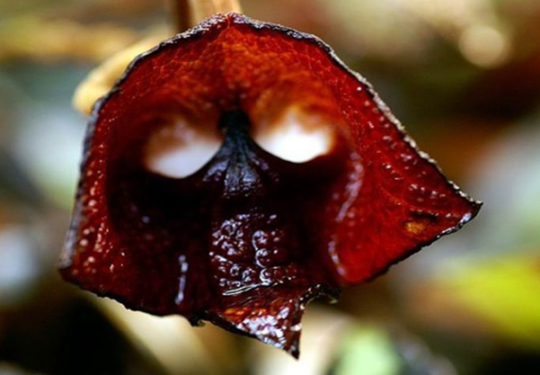 Дарт Вейдер (Aristolochia Salvadorensis)