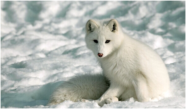 Песец - Зимой белый, а Летом у него шубка тёмная. Изображение использовано в качестве иллюстрации. Источник - Яндекс Картинки.