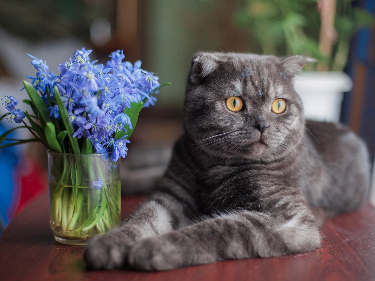Веслоухие коты, это так не обычно