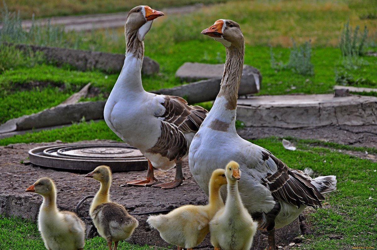 взято на яндекс картинки