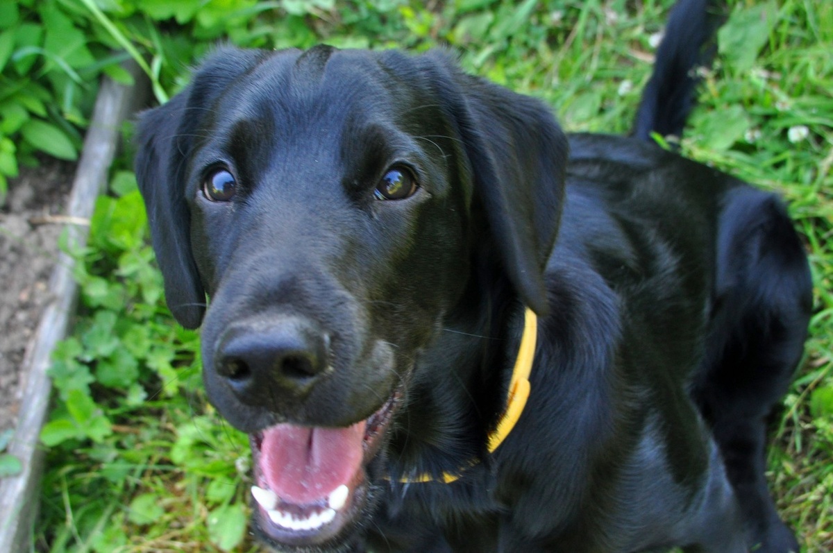 Самый преданный пес!