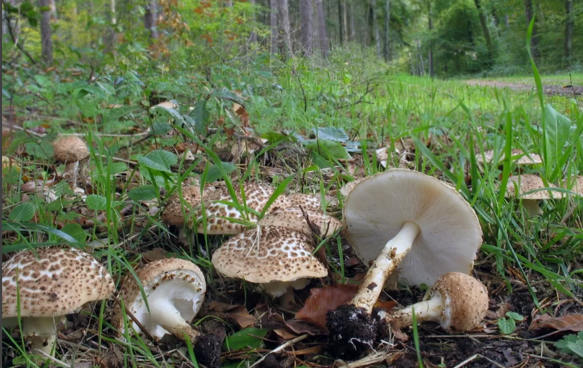 фото с сайта mycoweb.ruдля меня - вообще не зонтик... Но кто-то путает.