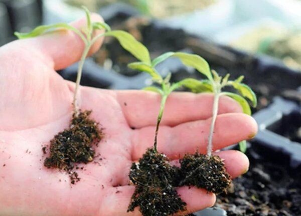 Чёрная ножка