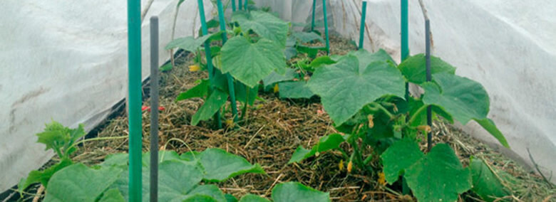 Мульчирование огуречной грядки