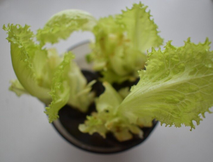 Салат на подоконнике (на 4 день)