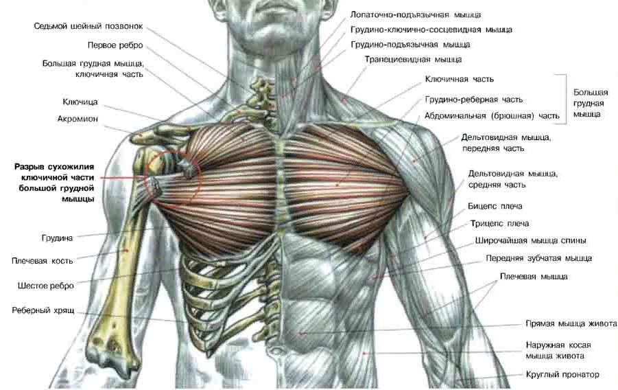 Зона ключиц. Строение грудной клетки человека анатомия мышцы. Грудные мышцы у мужчин анатомия. Pectoralis Major мышца. Мышцы грудной клетки и плечевого пояса.