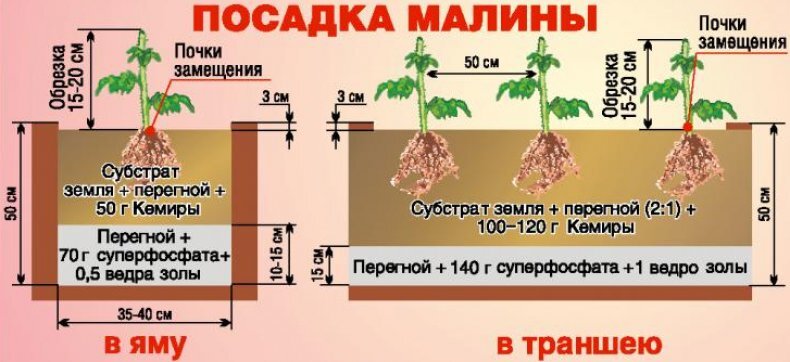 Схема посадки малины в яму и траншею