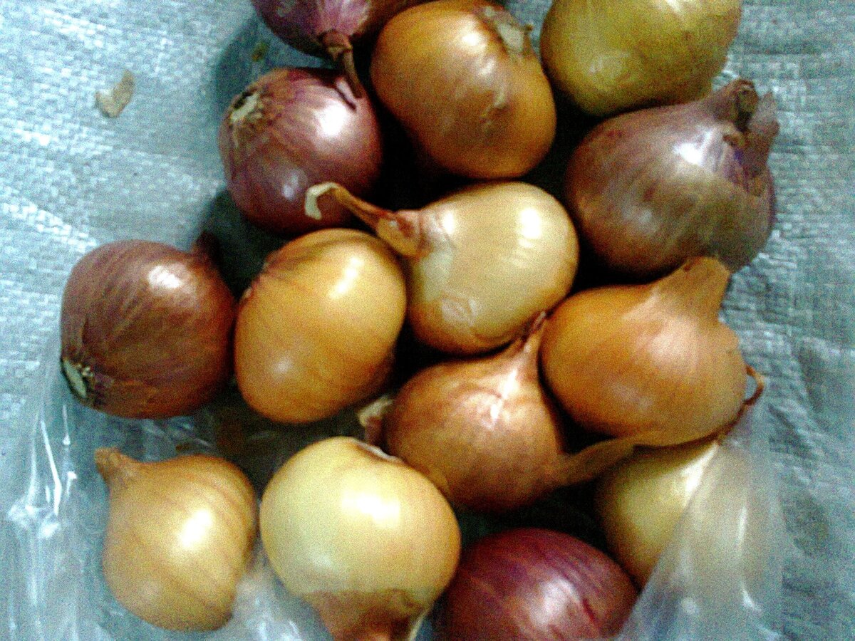 ЭТО ШАЛОТ СВОЙ