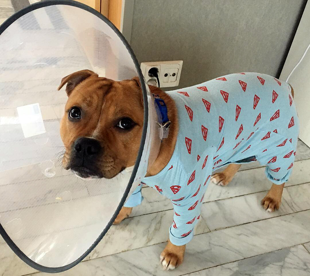 через сколько после кастрации можно снимать воротник. воротник для кастрированного кота. кот в послеоперационном воротнике. послеоперационный воротник для кошек. кошачий воротник.