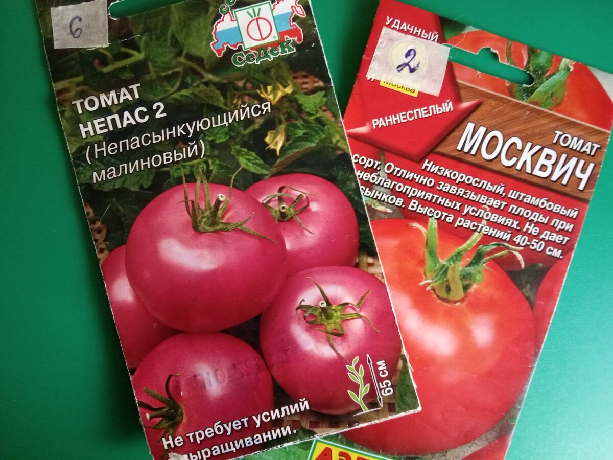 Томат Москвич. Томат сорт Москвич. Москвич томат описание. Сорт томата Москвич ранний.