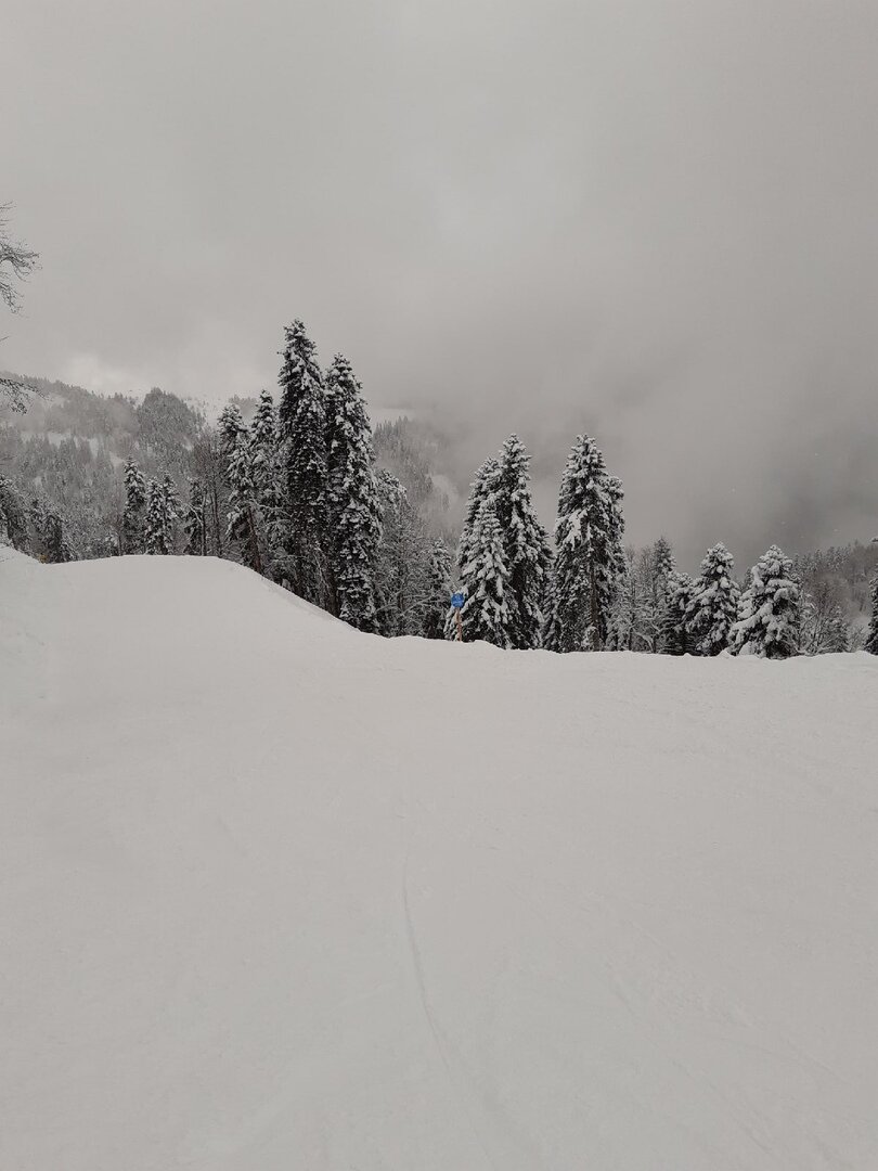 Роза хутор. Елочки для успокоения