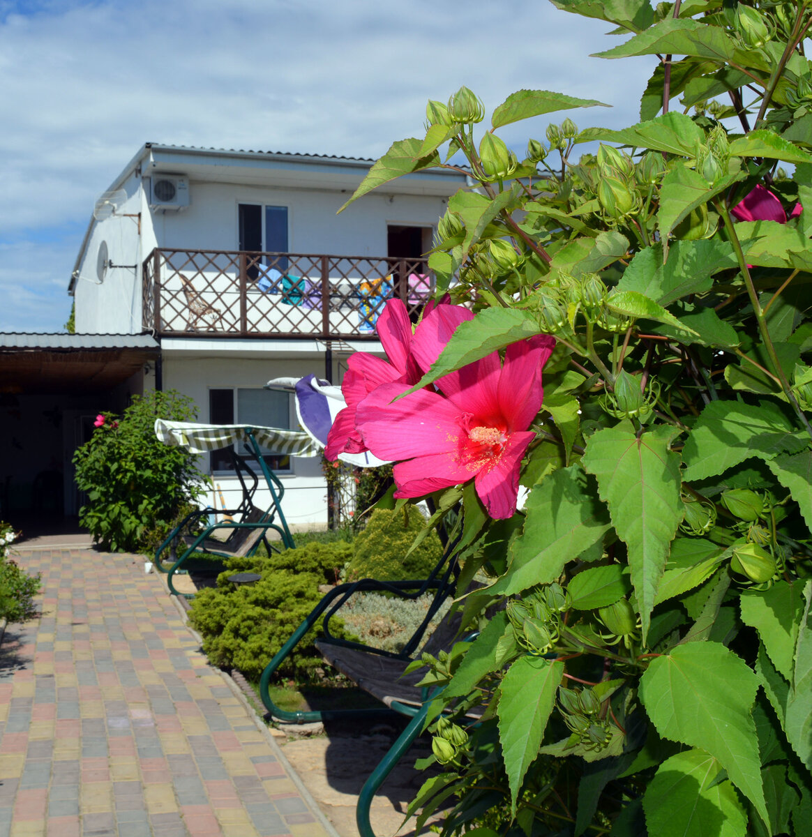 Гибискус садовый