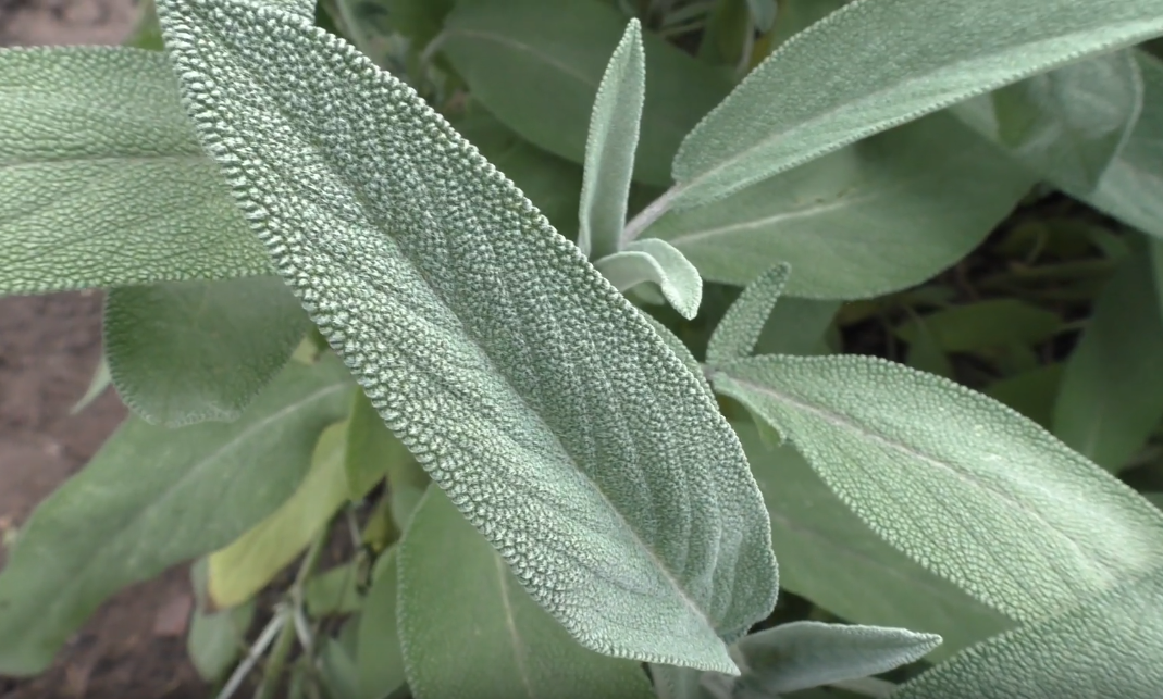 Шалфей Salvia hybrida amante