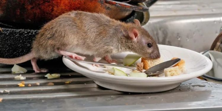 Крысы - главные переносчики хантавируса