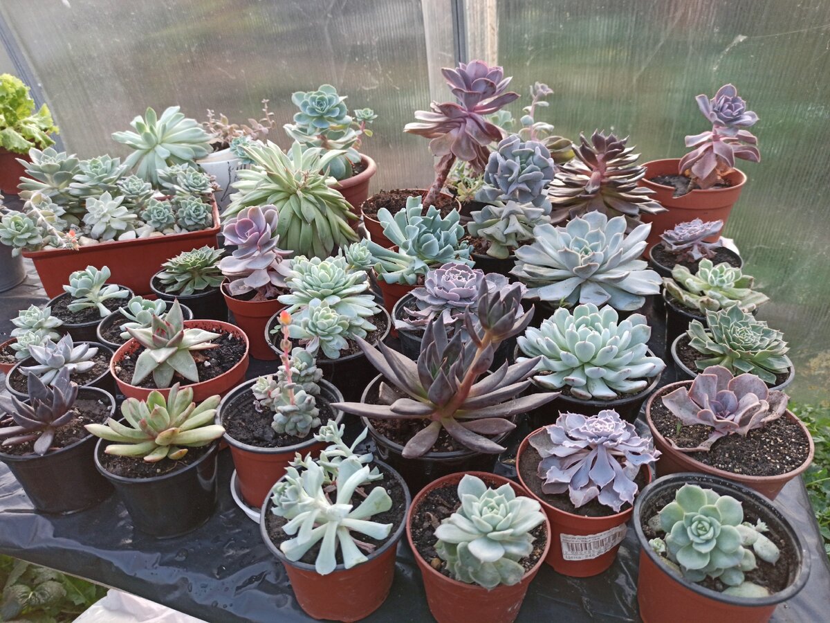 Мои эхеверии