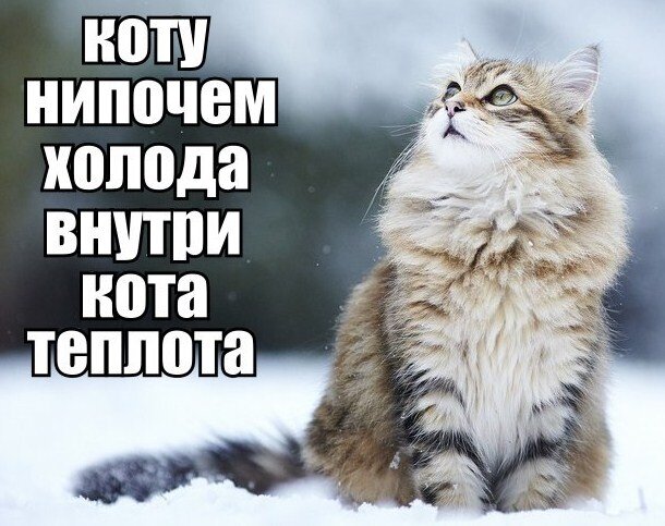 пикабушная картинка