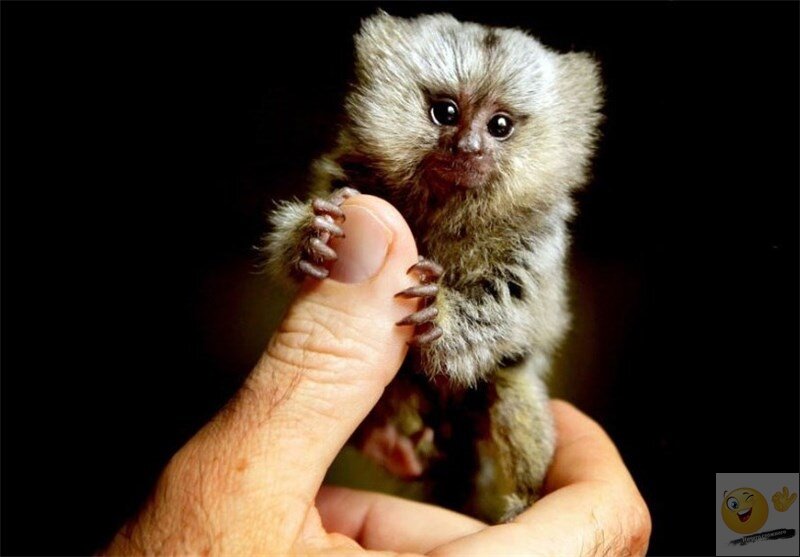 Источник: Яндекс. Картинки