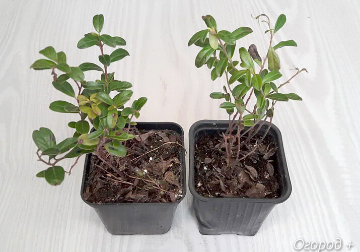 Кустики брусники. Хотелось бы побольше, но уж больно дорого.