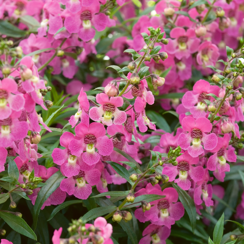 Ангелония. Изображение с сайта https://www.pitomnik-kolos.ru/angeloniya.html