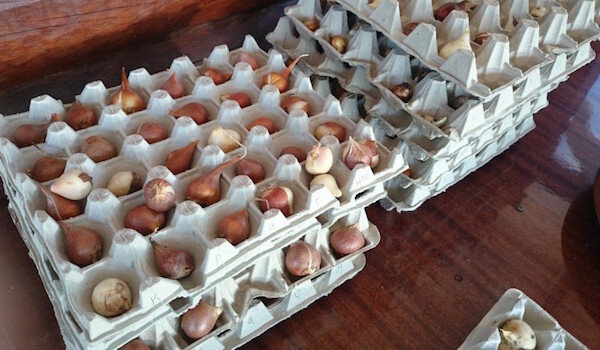Полезное применение лотков из-под яиц на даче (Часть 4)