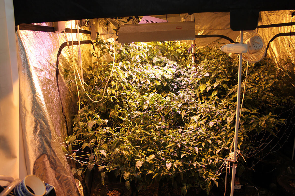 Перцы в палатке 2,40 на 2,40 на гидропонной системе JETPOT RDWC 16 - 30 Pro