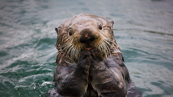 Морская выдра или Калан