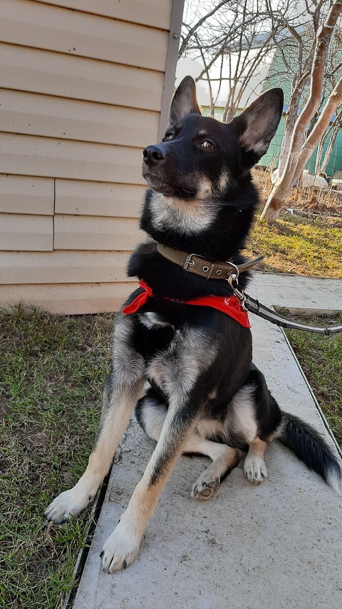 Молли , 2020