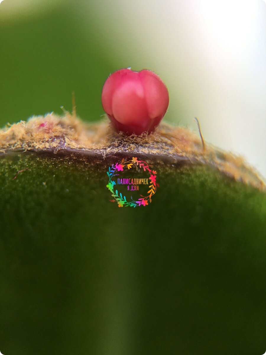 как подписать листики фиалки. чудесные фиалки. декабрист белый ромашкой. ск-яблоневый сад фиалка фото. пеларгония та мадемуазель.