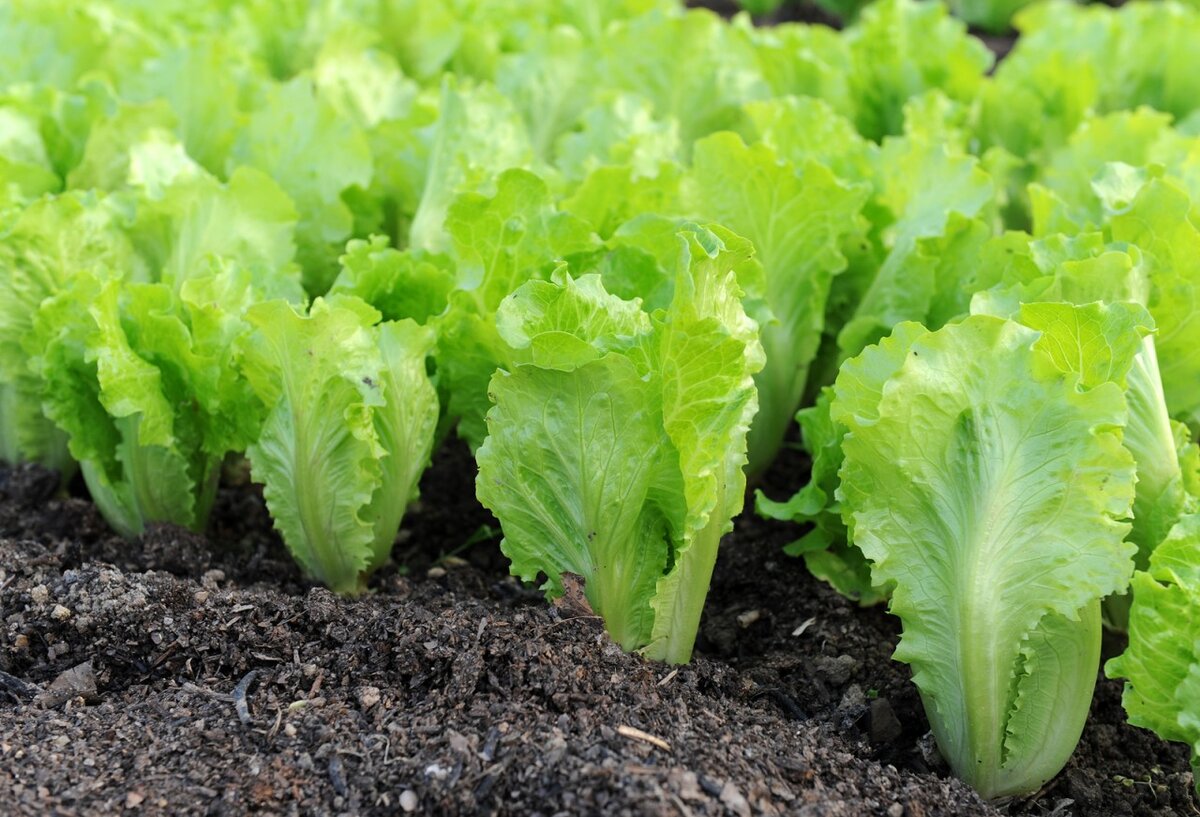 Выращиваем салат через рассаду