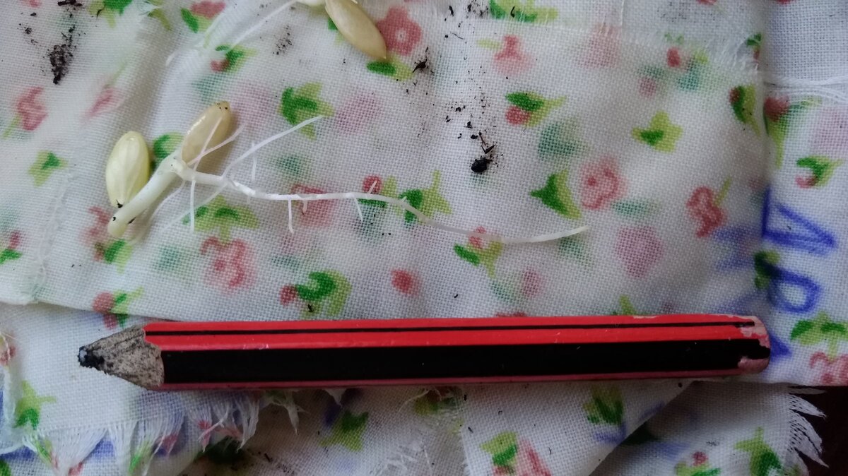 На фото видно, что росточек из семечка боком выбирается.