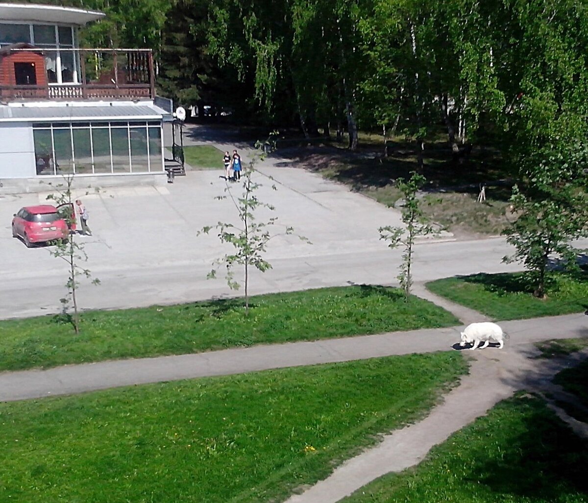 ул.Цветной проезд, Академгородок. Новосибирск .   