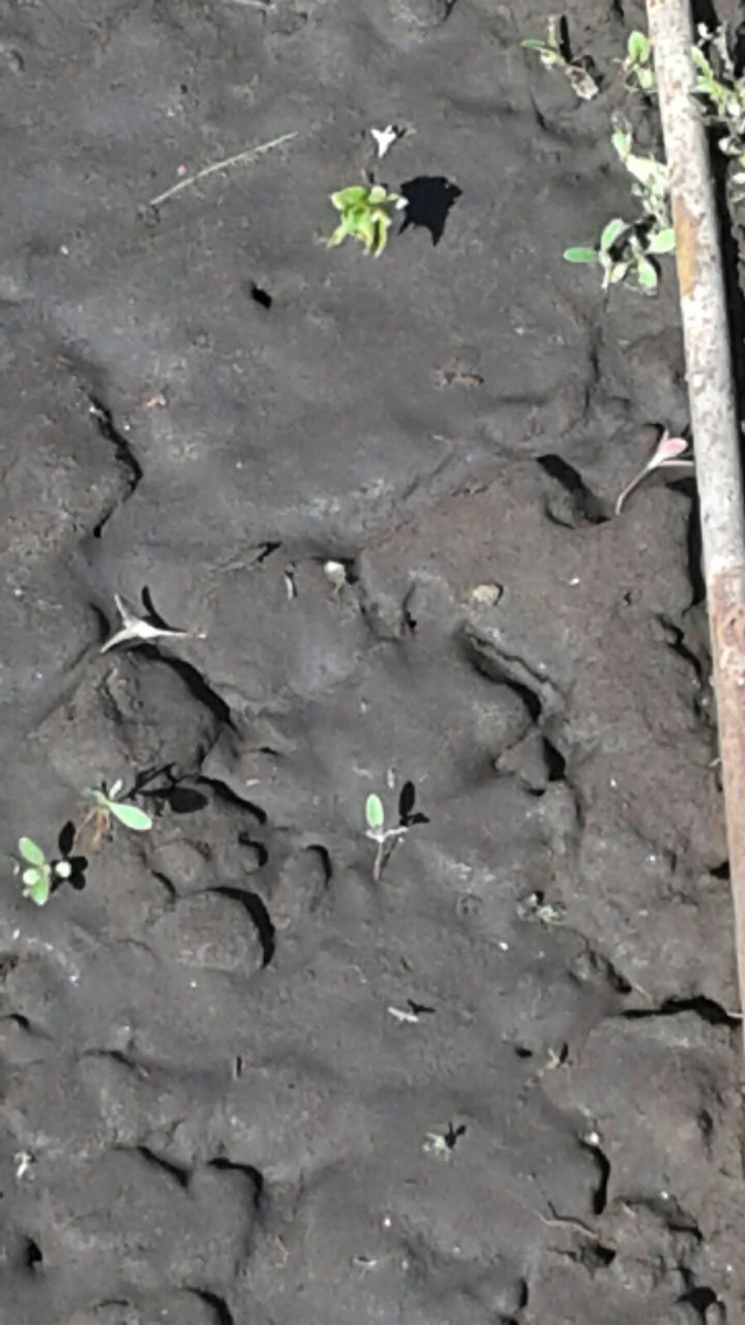 Маленькое абрикосовое деревце