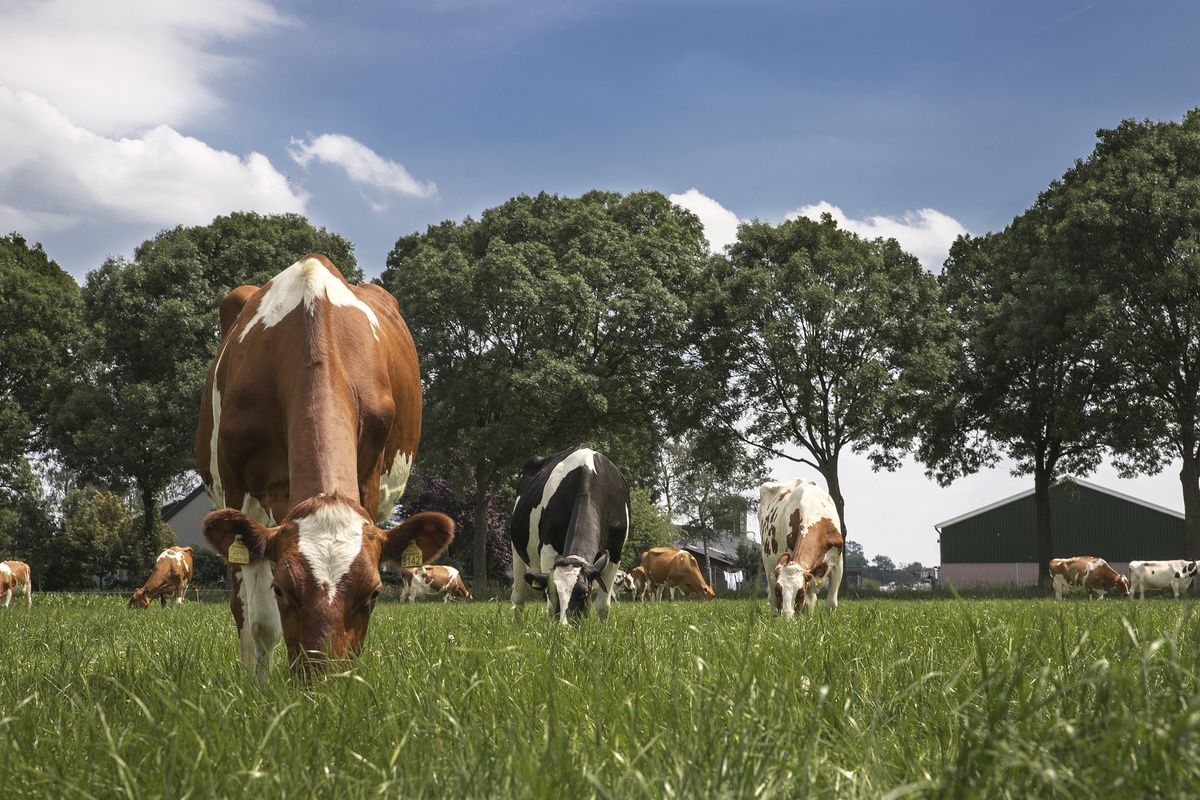 Источник: frieslandcampina. Европейские коровы на ферме