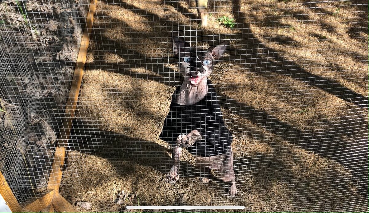 Дейв мяучит от радости :)