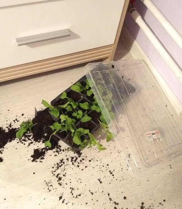 Фото автора. К сожалению)))