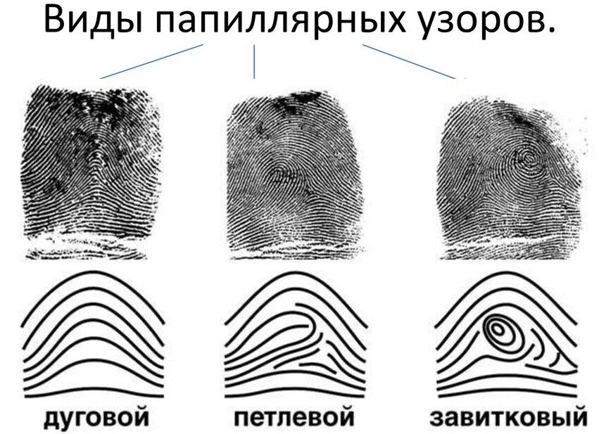 https://htvt.profobr27.ru/upload/medialibrary/750/tipy-papilyarnykh-uzorov-_2_.jpg
