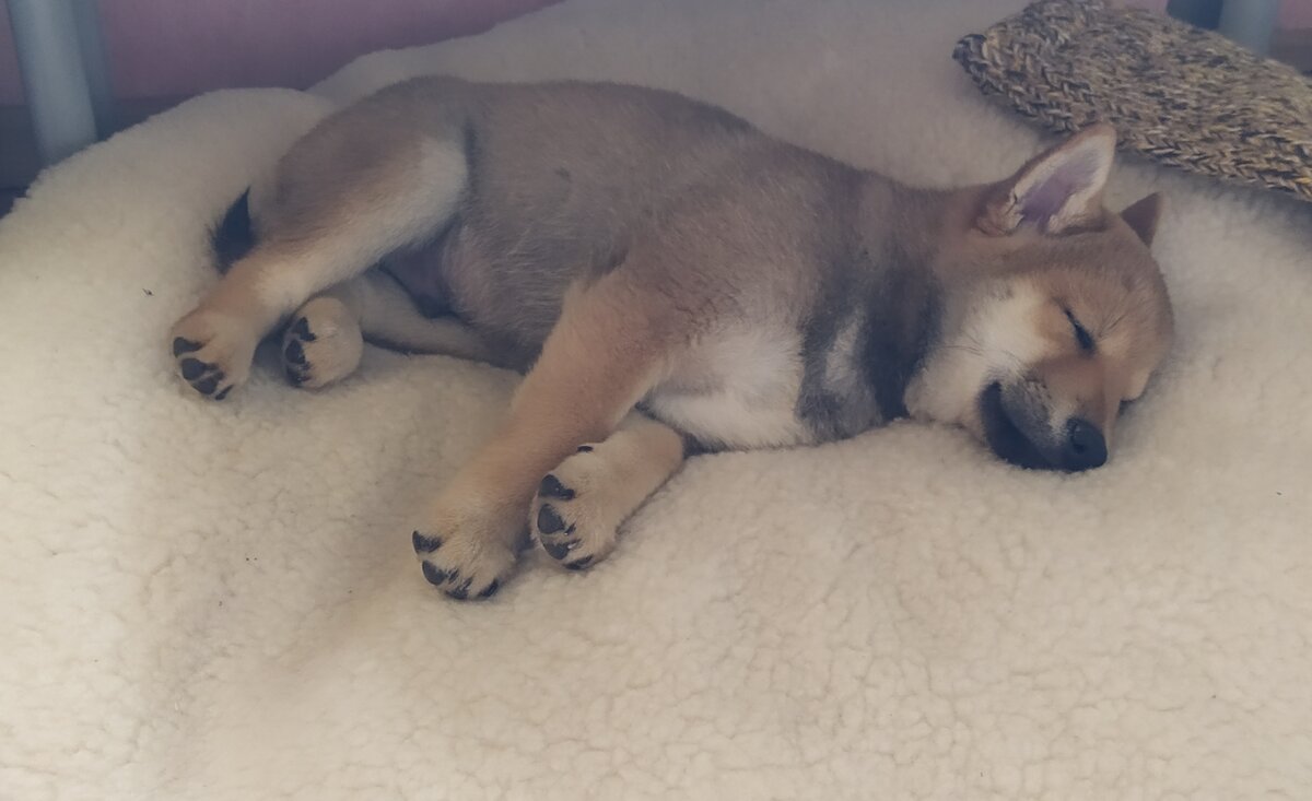       Спящий сиба