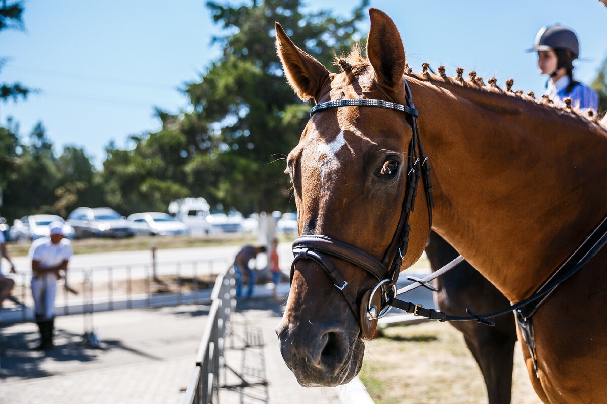 Дорогие друзья, мы соблюдаем все санитарные нормы, чтобы вы чувствовали себя в безопасности, а занятия проходили в комфортной, здоровой среде: - всем посетителям и сотрудникам проводят замер температуры тела;
- на территории кск расположены средства для дезинфекции рук;
- занятия проводятся строго по графику;
- соблюдается масочный режим;
- в помещениях проводится дезинфекция и кварцевание по графику.
Ждем вас на уроки верховой езды и фотосессии с 08:00 до 20:00, без выходных.
Запись на занятия только предварительная по тел.: 8 (918) 999 80 84