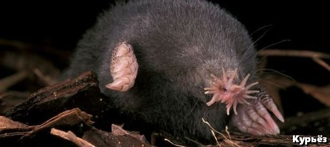 Звёздный крот (Ист. изобр. https://animalcaseprofile.wordpress.com/)