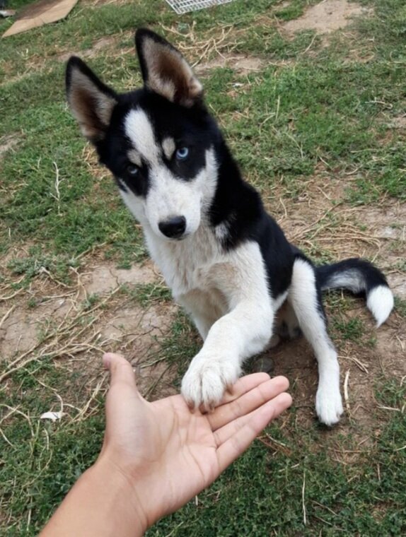 "Хозяин научил на моем языке новому способу получить вкусняшку" - так это видит собака