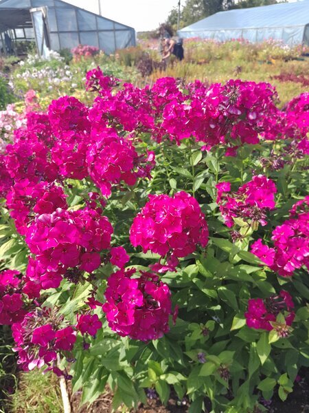 Флоксы можно встретить везде. И в городских дворцовых парках и в деревенских палисадниках. Мода на них движется волнообразно, но никогда не сходит полностью на нет