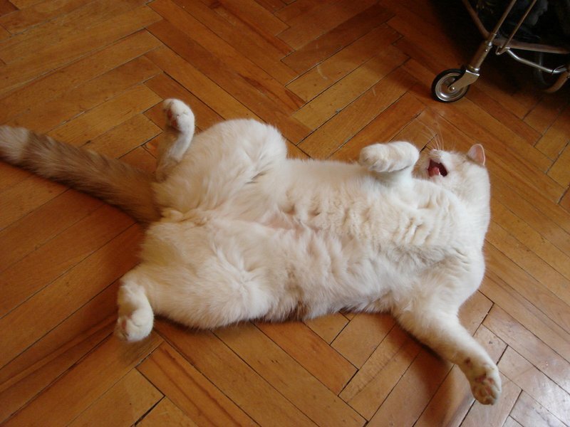 голодное пузо