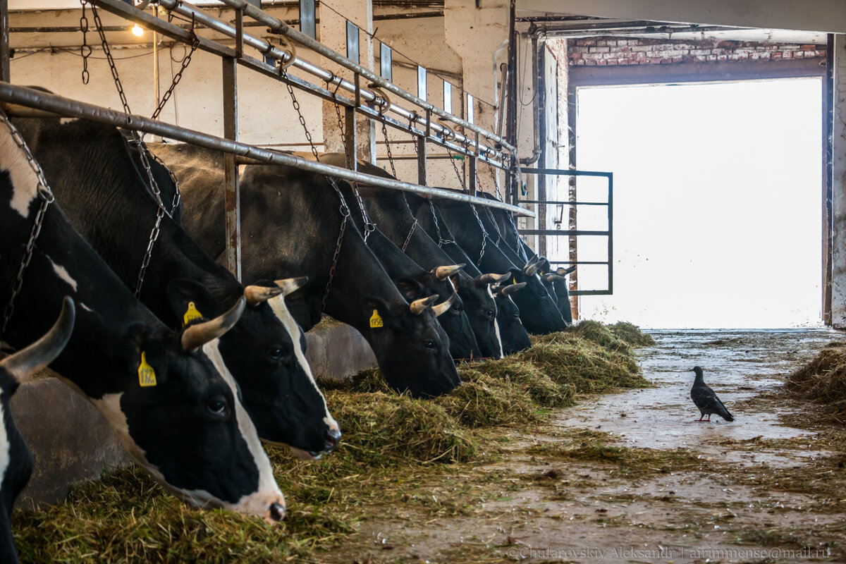 колхоз коровы. весёлая корова ферма раменский район. весёлая корова ферма раменский район. раменская ферма. ферма веселая корова антоново.