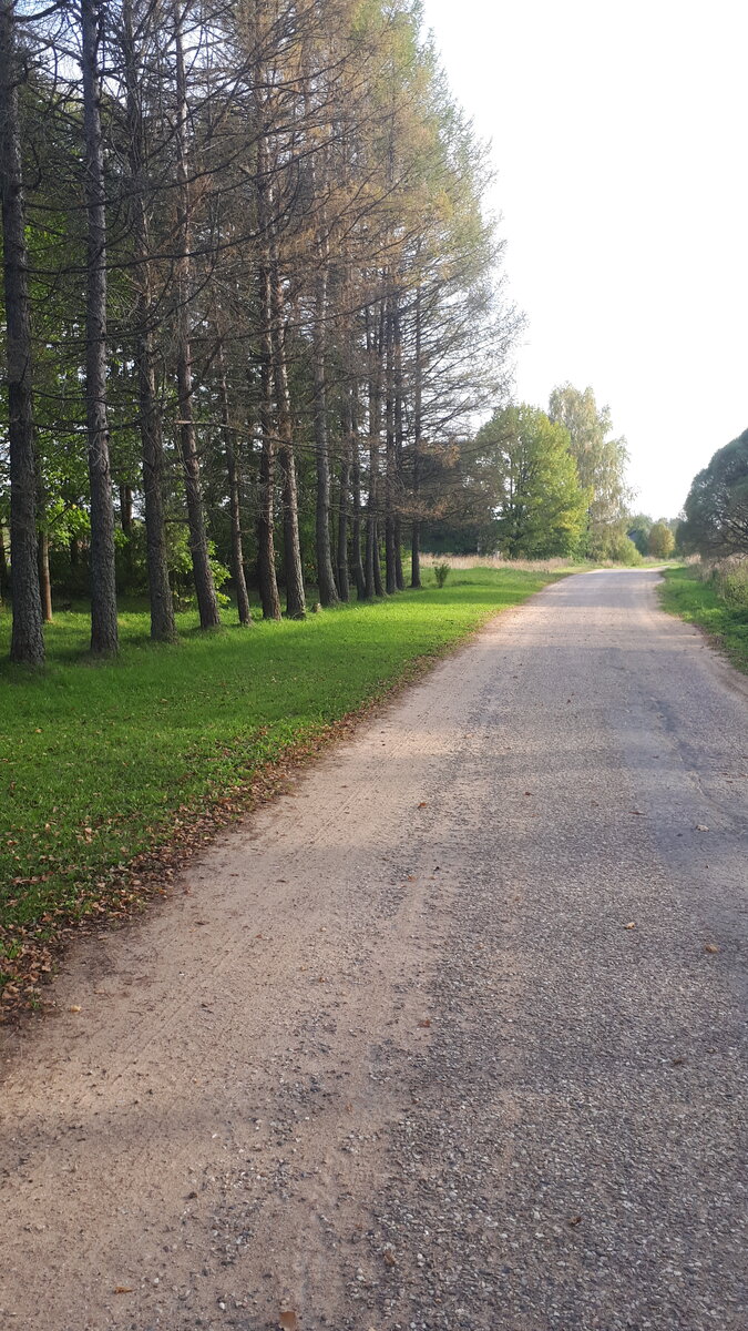 Сосновая Ленинская аллея в Нестерово
