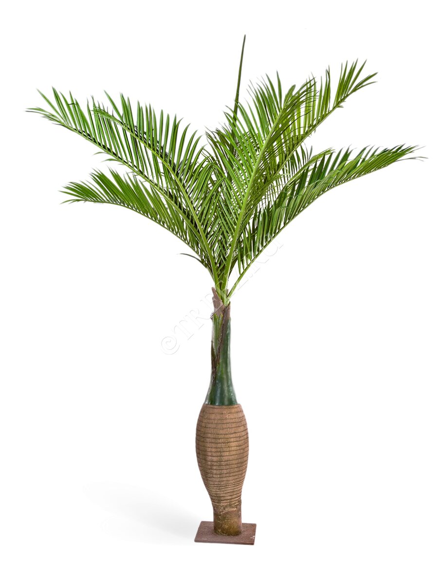 Пальма Бутылочная Гигантская марки Treez Collection арт.10.47211N.
