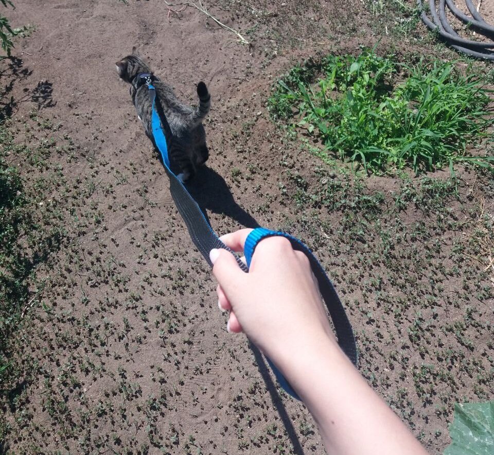 Ося )