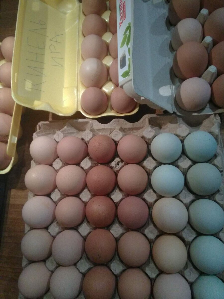 Яйцо доминанты купить