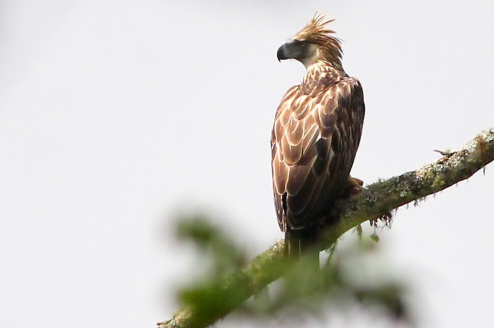 Гарпия-обезьяноед имеет темный верх и белый низ. На голове имеются удлиненные перья, которые птица может приподнимать в виде неподражаемой "прически". Фото Chris Chafer (flickr.com)